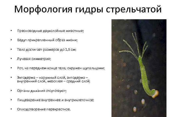 Войти в кракен