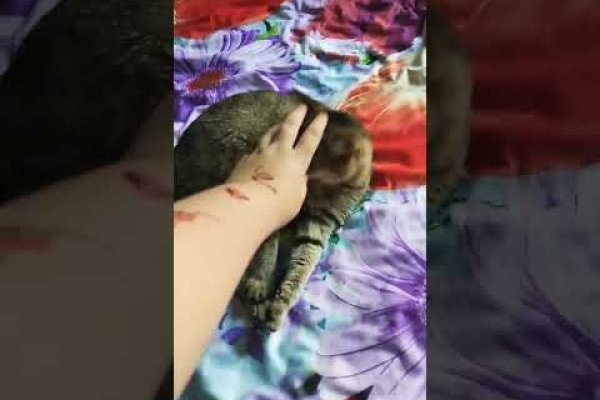 Кракен вход рабочий